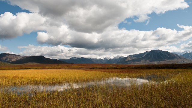 golden wetland habitat with mountain range in distance. 