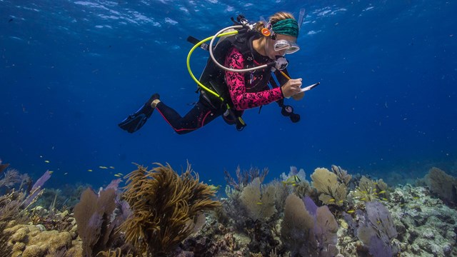 diver underwater above coral reef