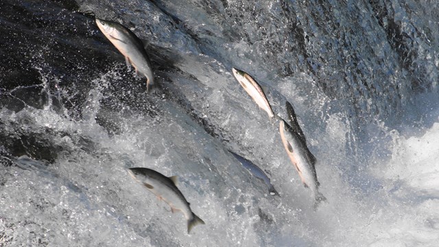 Fish jumping upstream in white water.