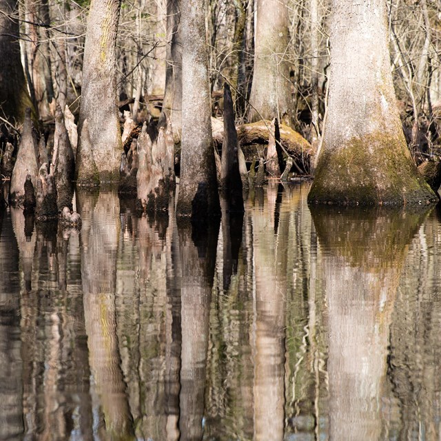 Trees in a wetland with clear reflection in the water