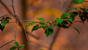 Holly trees with berries grow in the historic forest.