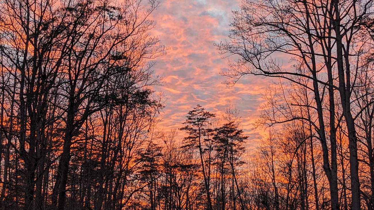 Sunset paints the sky orange and pink through leafless tree silhouettes in the forest