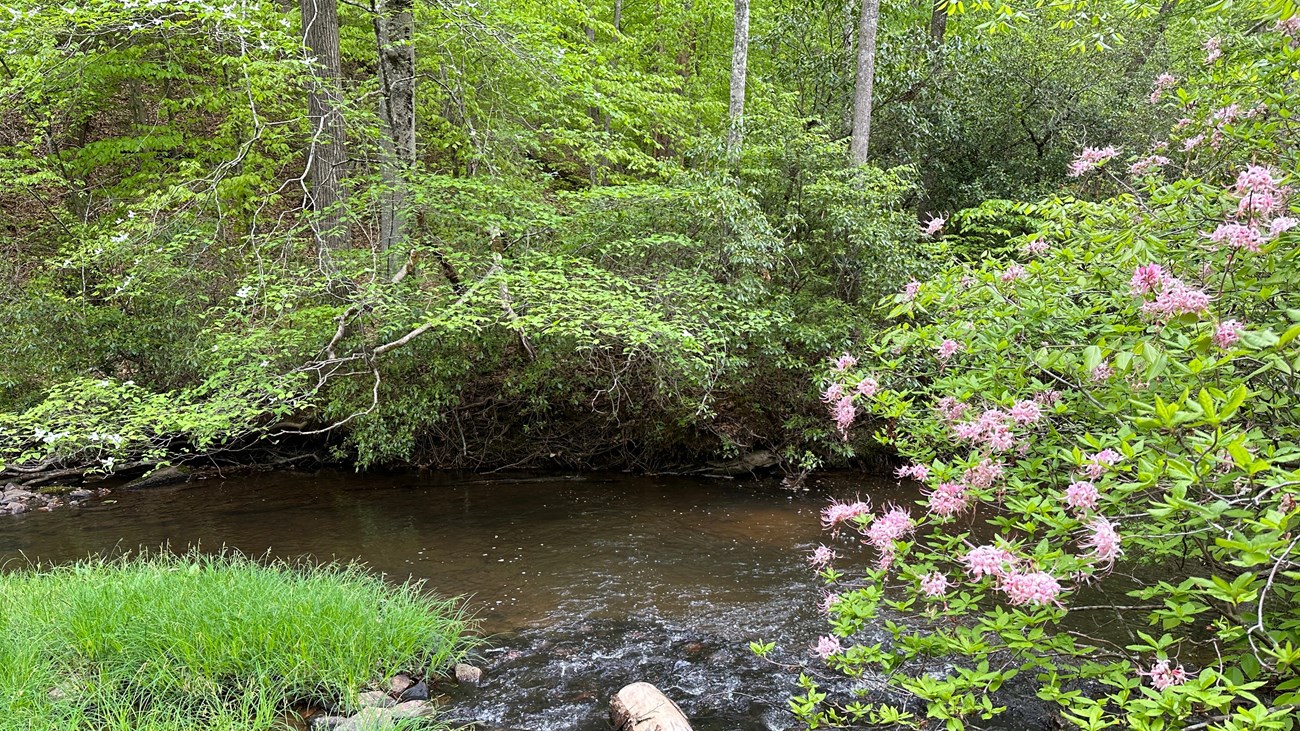 Bush covered in blooming pink flowers hanging over a flowing creek in a green forest