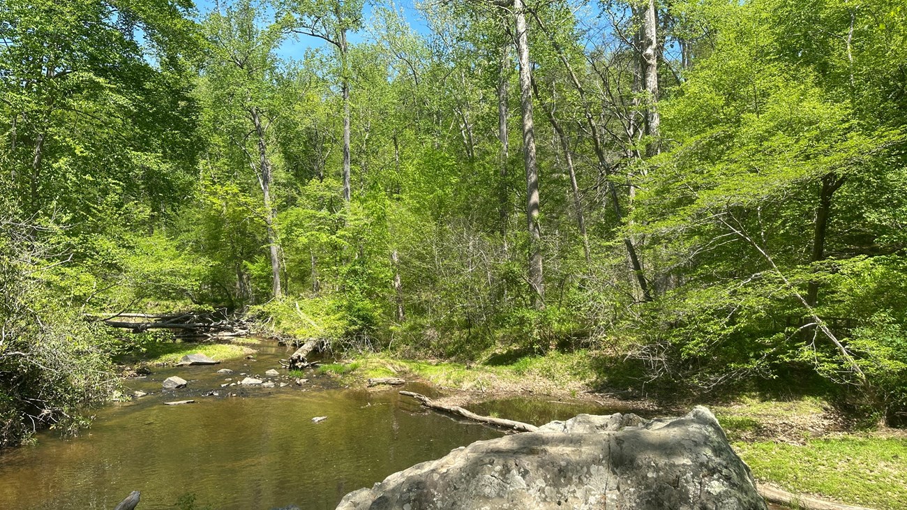 Large rock near a creek in the green forest on a sunny day