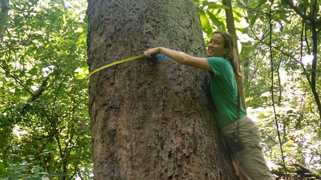 A woman leans against a large tree trunk while using a yellow tape to measure it.