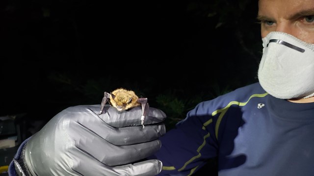 A man wearing a paper mask and rubber gloves olds a tiny brown bat.