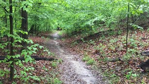 A foot trail in summer surrounded by vegetation.