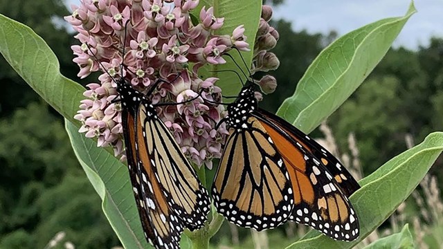 Two orange and black monarch butterflies hang from a dusky pink milkweed flower