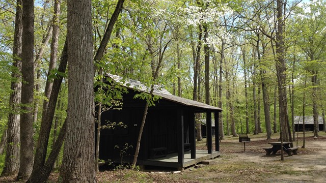 An historic cabin surrounded by blooming dogwood trees.