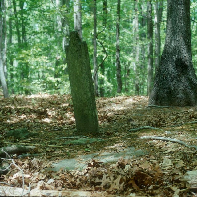 Tombstone surrounded by woods