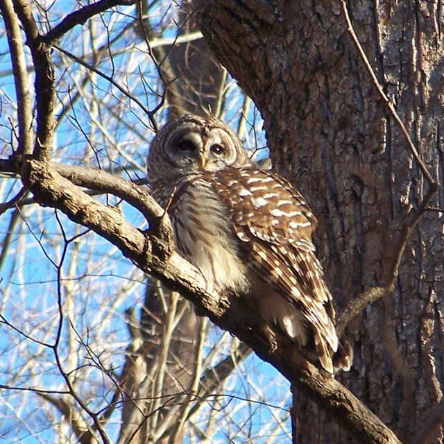 Barred owl watches the daytime forest from a tree limb in winter
