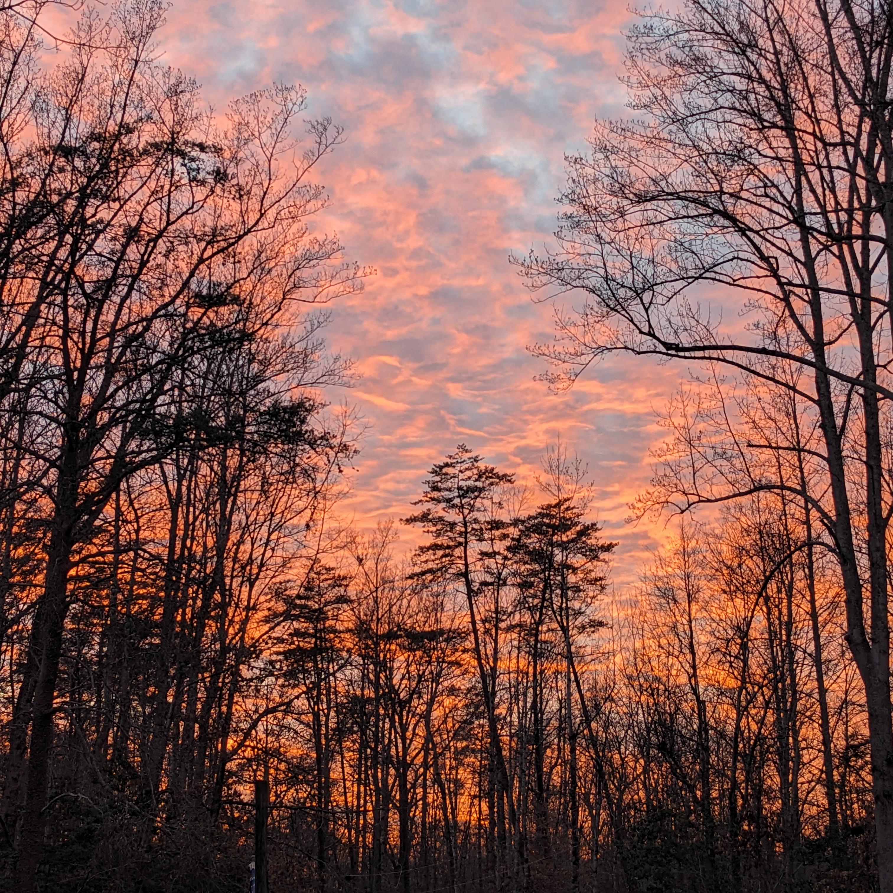 Sunset paints the sky orange and pink through leafless tree silhouettes in the forest