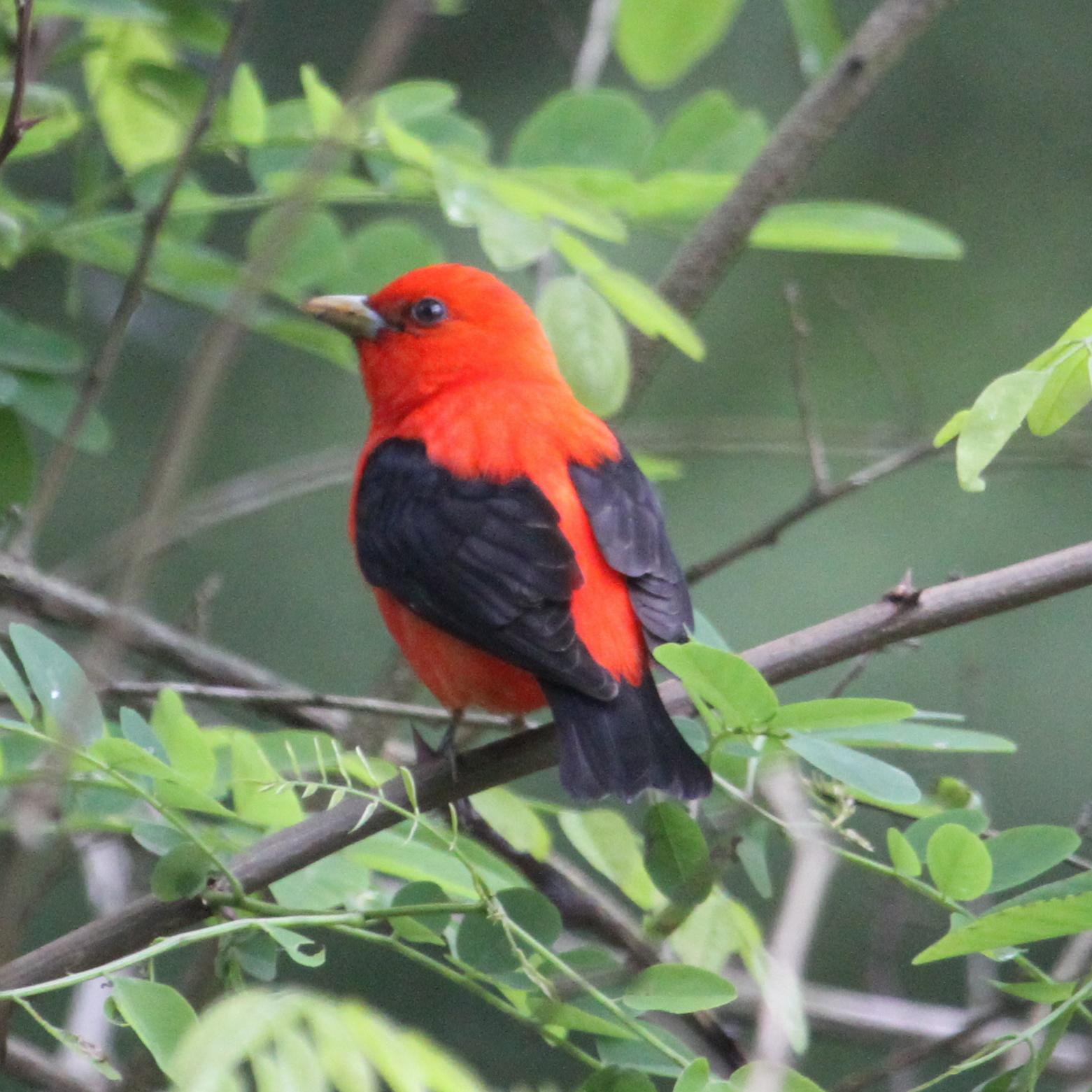 Bright red bird with black wings perches on a green branch of a tree