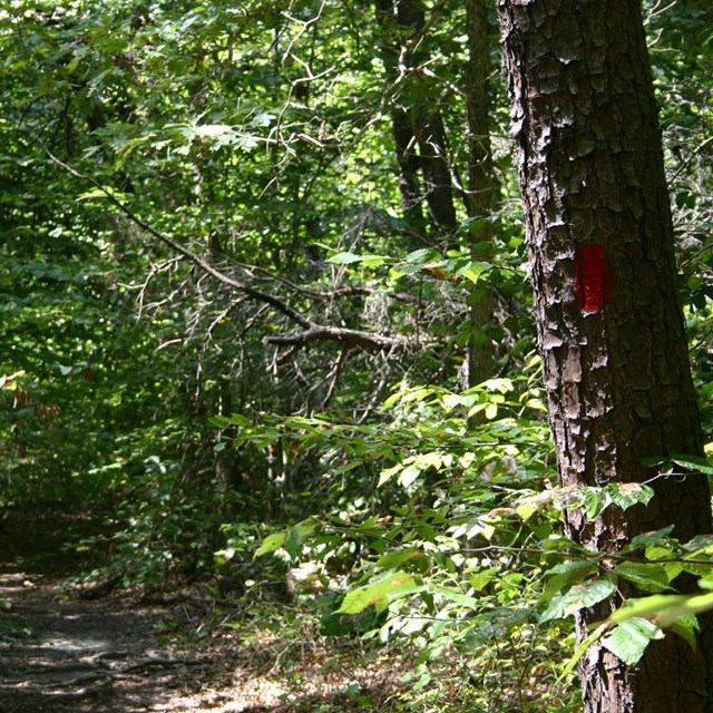 Birch Bluff Trail  Blaze