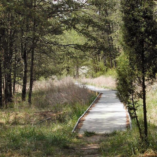 Cabin Branch Pyrite Mine Trail boardwalk 