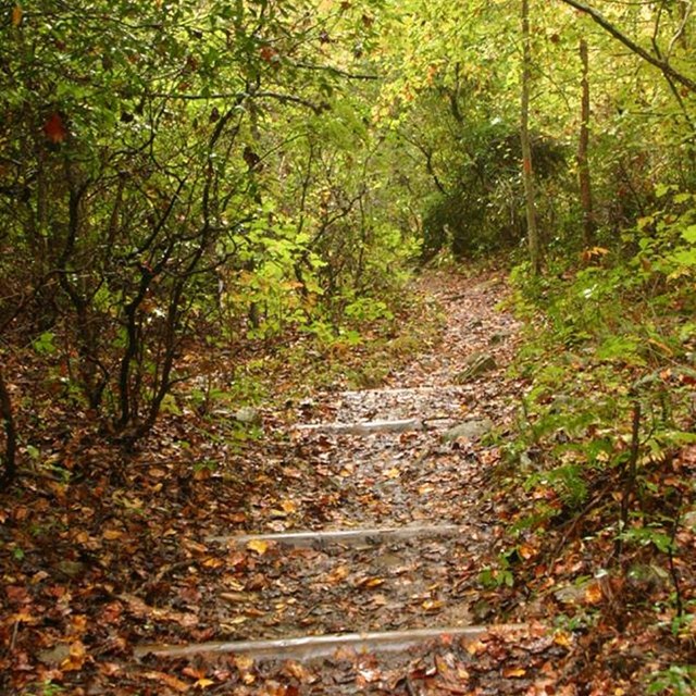 Trail in fall