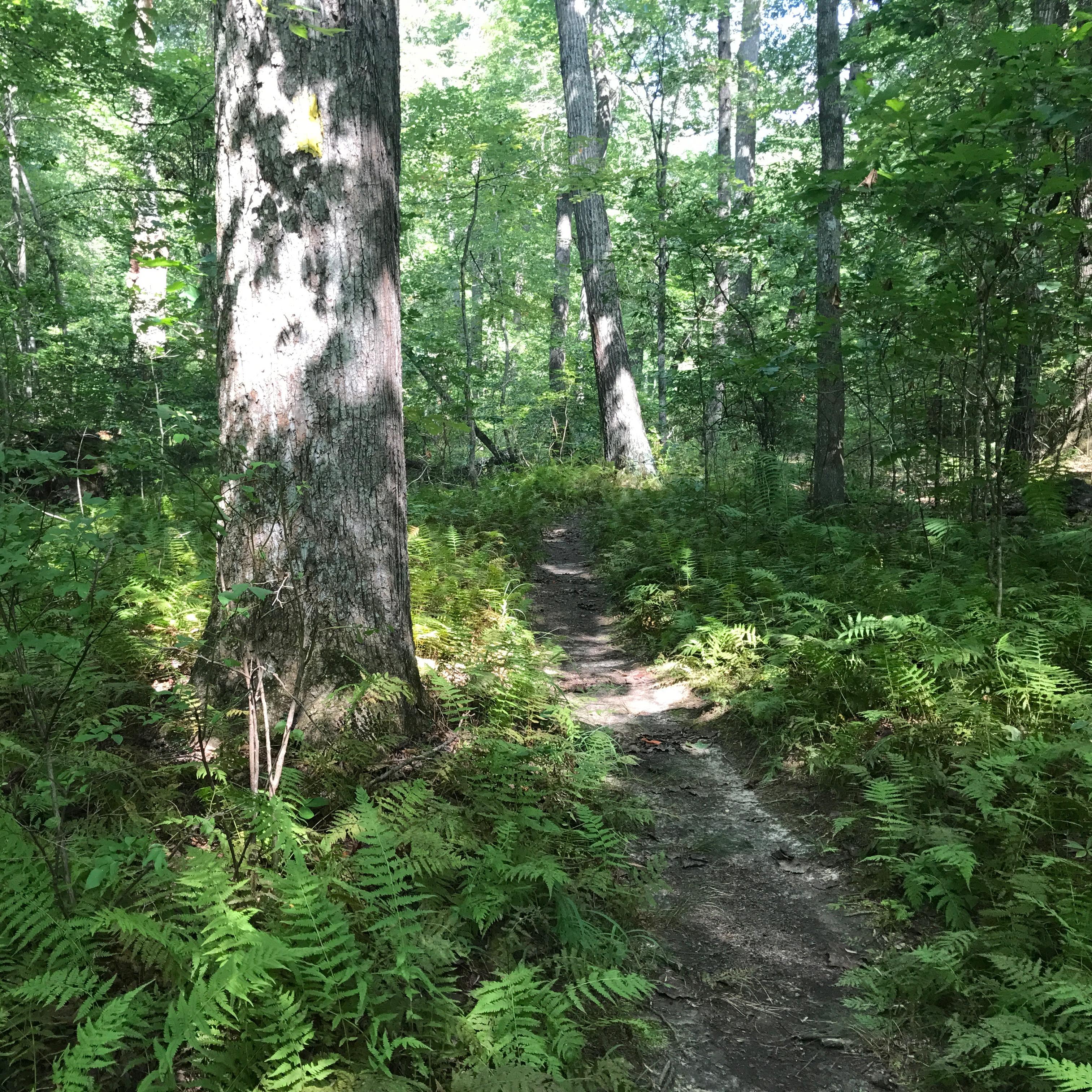 Dirt trail surrounded by ferns and shaded by trees in a green forest