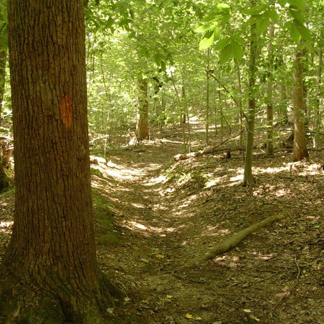 Turkey Run Ridge Trail