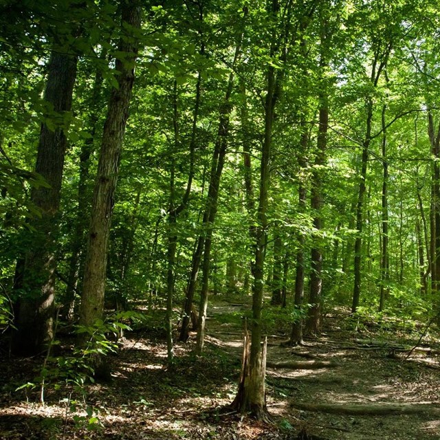 Trees along a windy trail