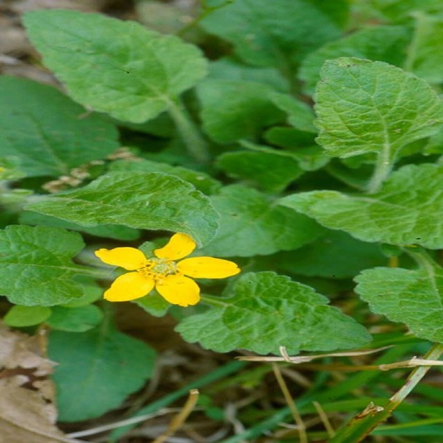 Small yellow flower surrounded by lots of green leaves 