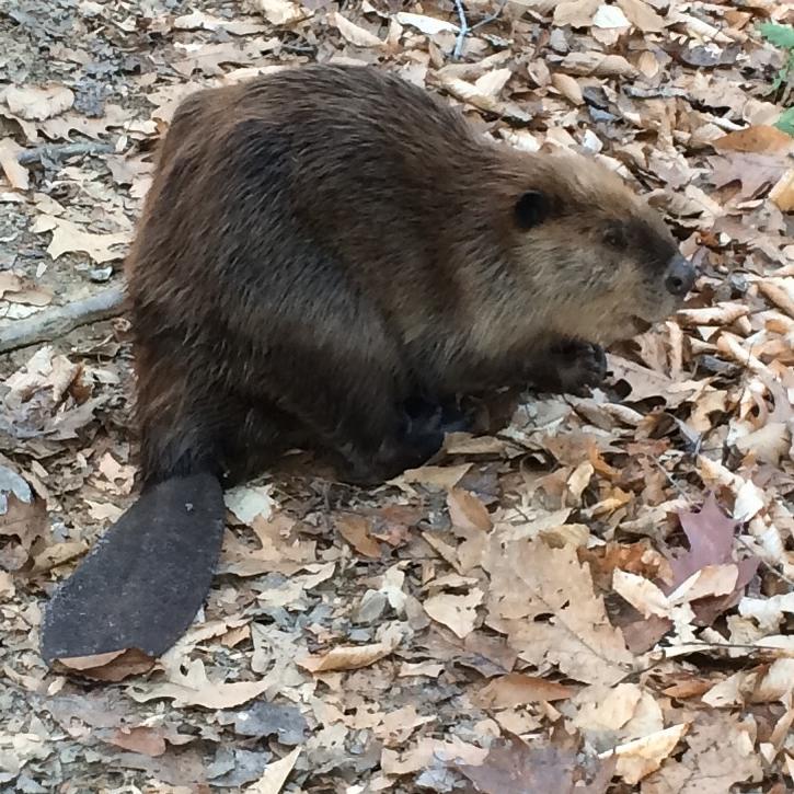 Brown furred beaver with a paddle like tail sits on dry leaves on the forest floor