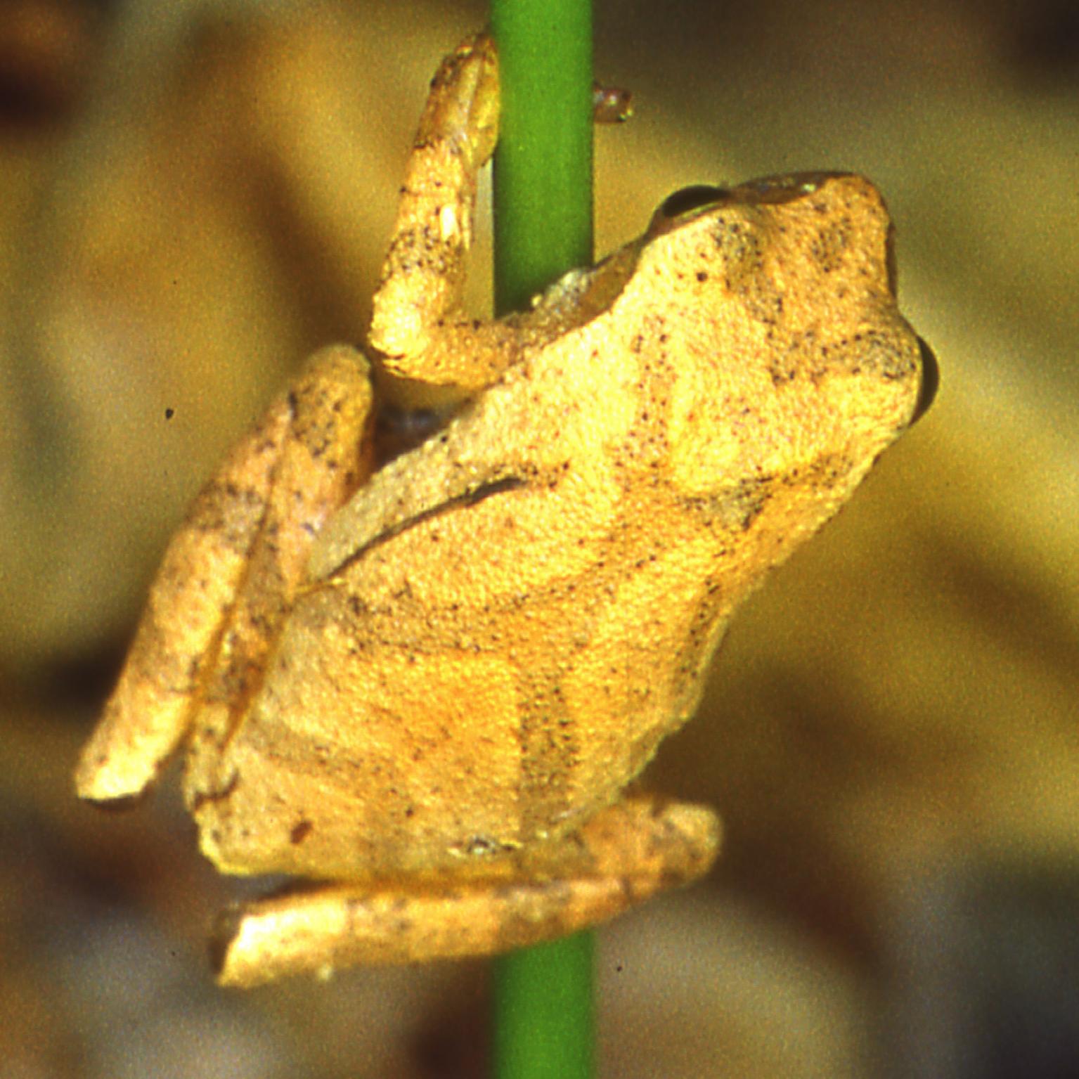 Brown patterned frog clutches the green stem of a plant