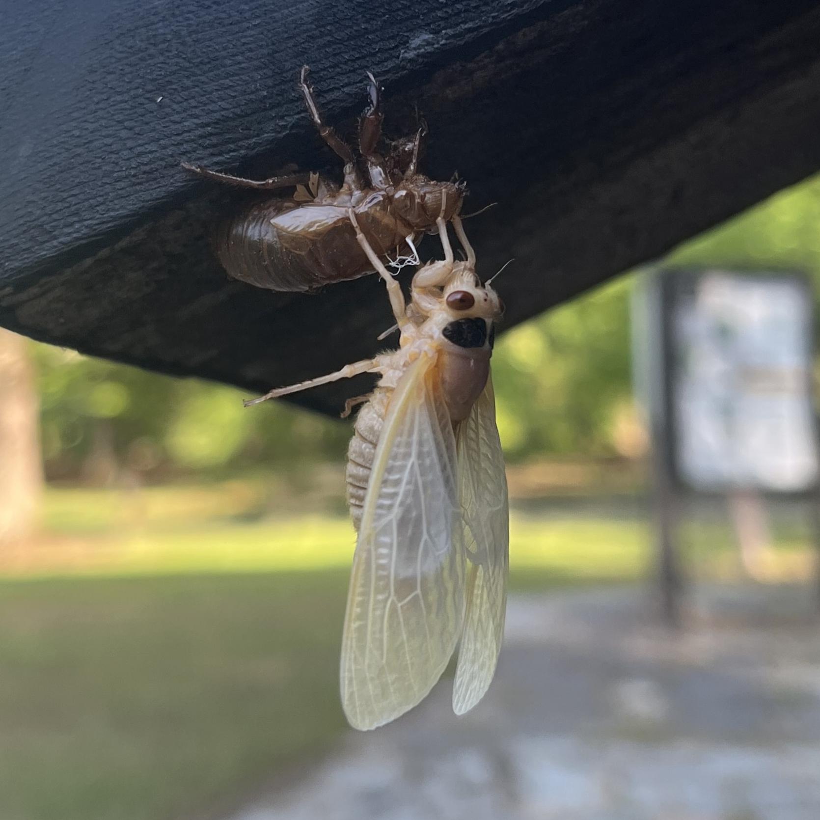 Pale tan cicada with red eyes molts out of its shell