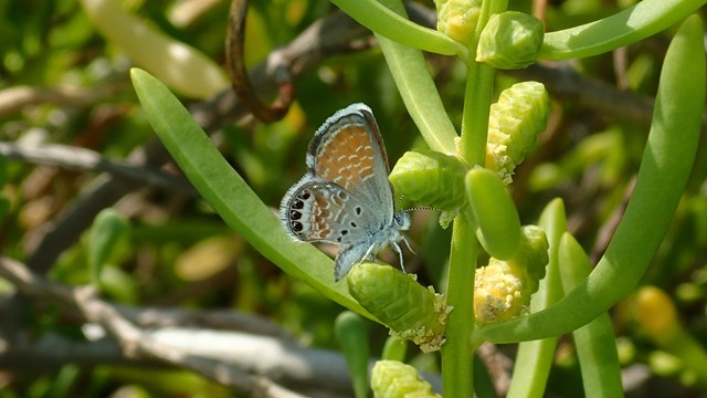 Butterfly