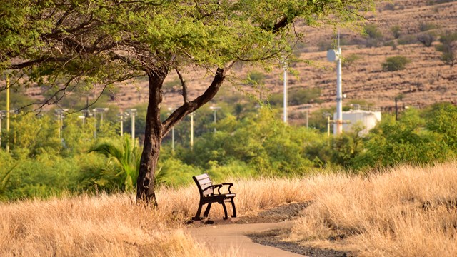 Bench along a grass-lined trail