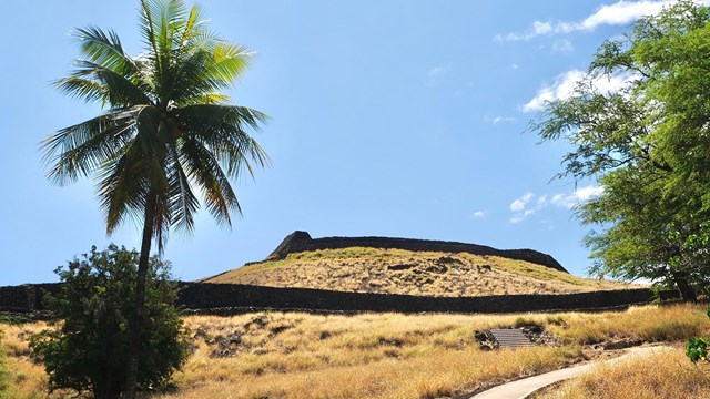 View of heiau from Pelekane, with a coconut tree in the foreground
