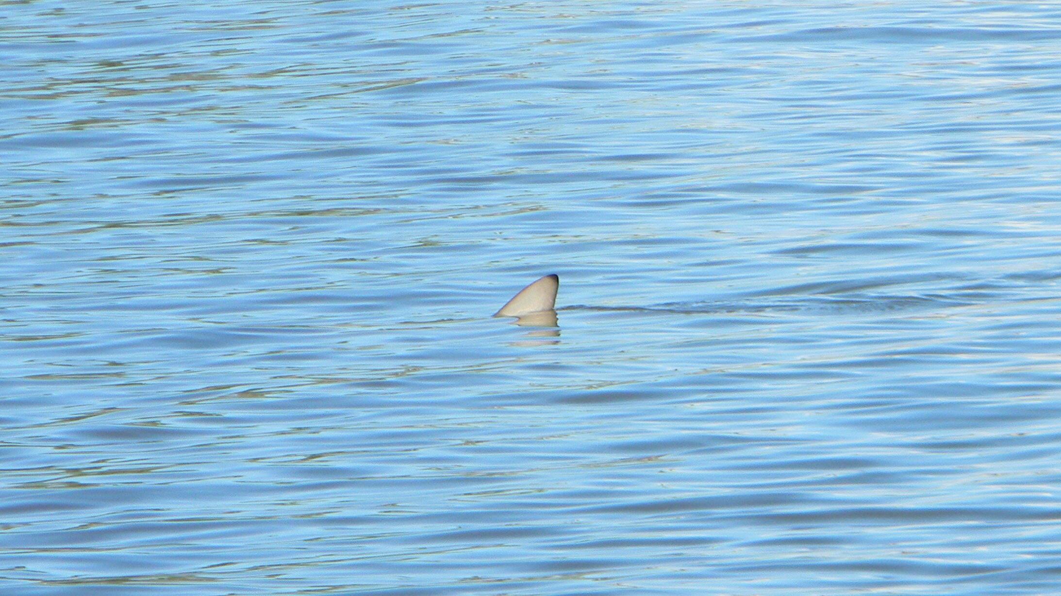 Blacktip reef shark fin appearing above rippled water