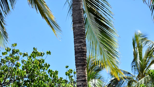 Close-up photograph of coconut trees and fronds