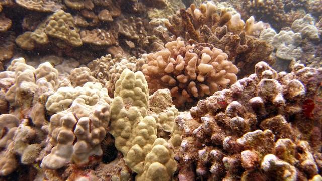 Underwater photograph of coral