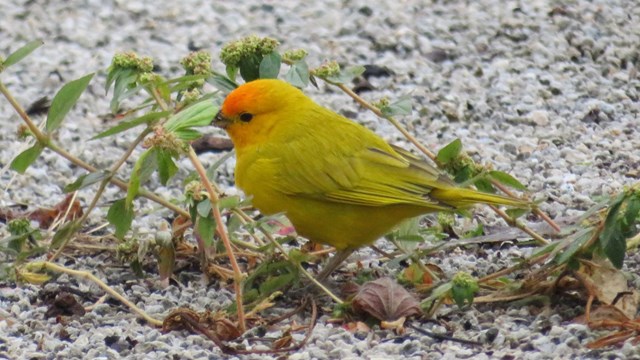 A brightly colored saffron finch stands in coarse sand.