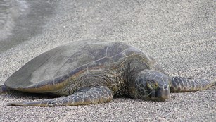 A small honu (Hawaiian Green Sea Turtle) rests on a sandy beach