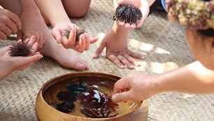 Several people hold wana (sea urchin) over a wooden bowl