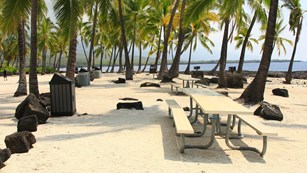 Picnic tables sit under coconut trees in the picnic area.