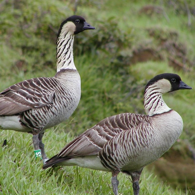 Two nene geese stand on a grassy hillside.