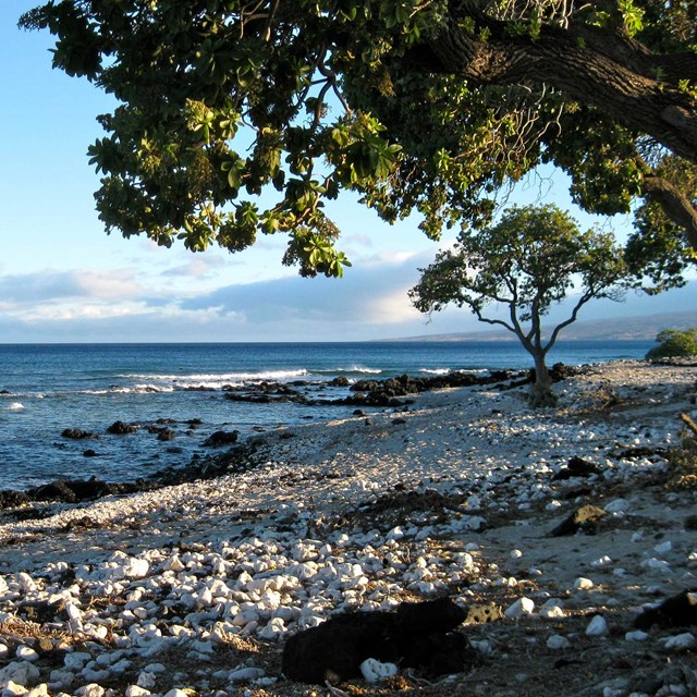 A rocky coral beach with coastal trees