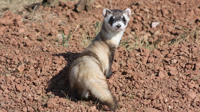 A black-footed ferret looks back towards the camera