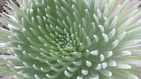 Greenish-silver spiny leaves extend out from the center of a silversword plant 