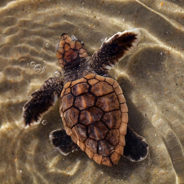 A baby loggerhead turtle swims in shallow water
