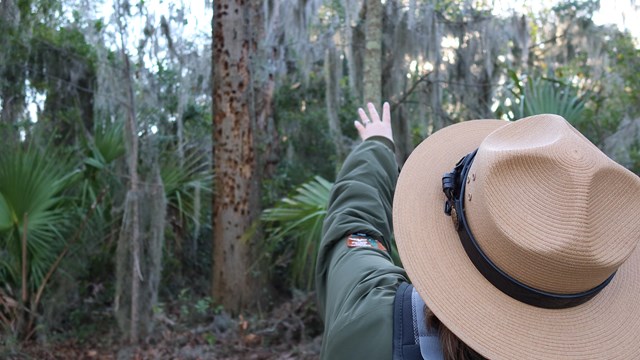 A ranger points to a tree.