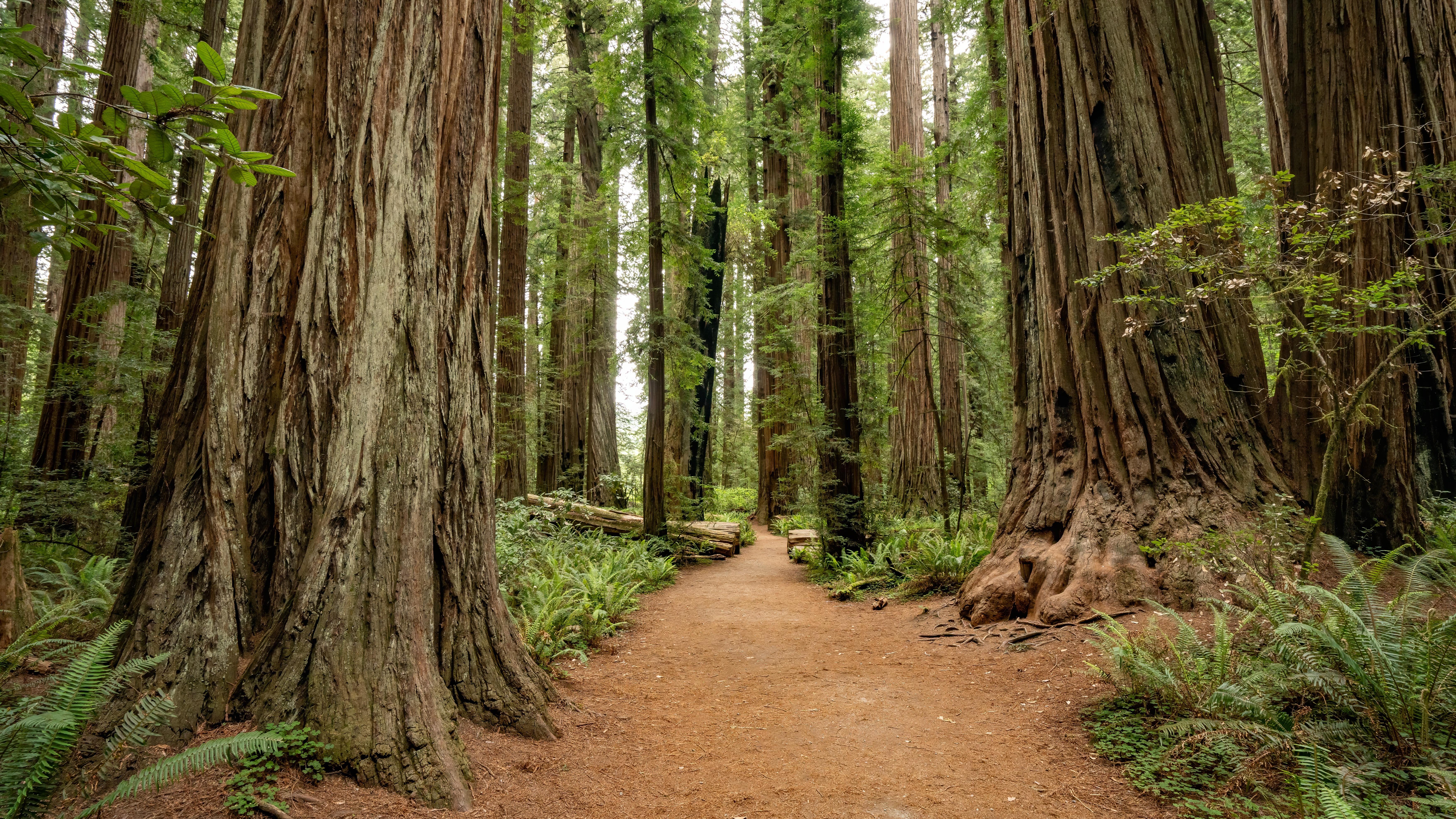 Redwood
