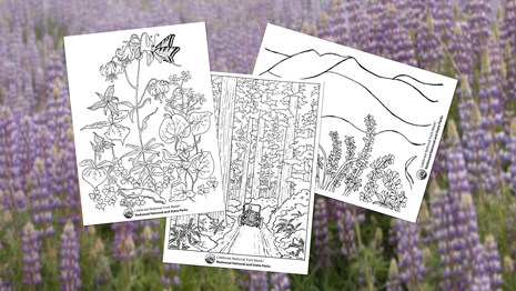 3 spring-themed coloring pages superimposed on top of a purple lupine photo.