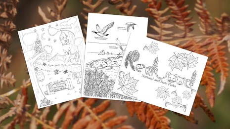3 fall-themed coloring pages superimposed on an orange bracken fern
