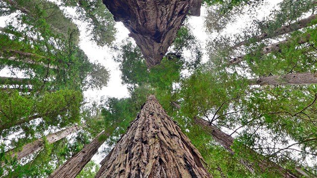 Fish eye lends view into the canopy of the redwood forest.