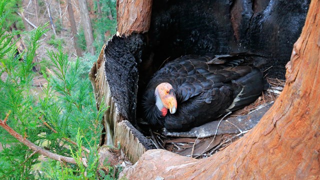 A black colored condor sits in a redwood tree