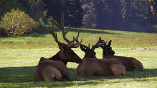 Three male elk sit in a shaded field.