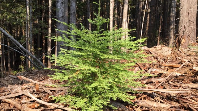 A redwood sapling grows on the brown ground.